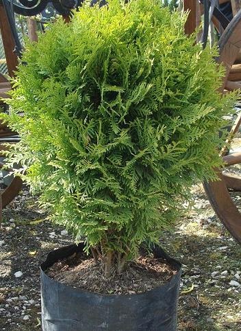 THUJA OCCIDENTALIS DANICA